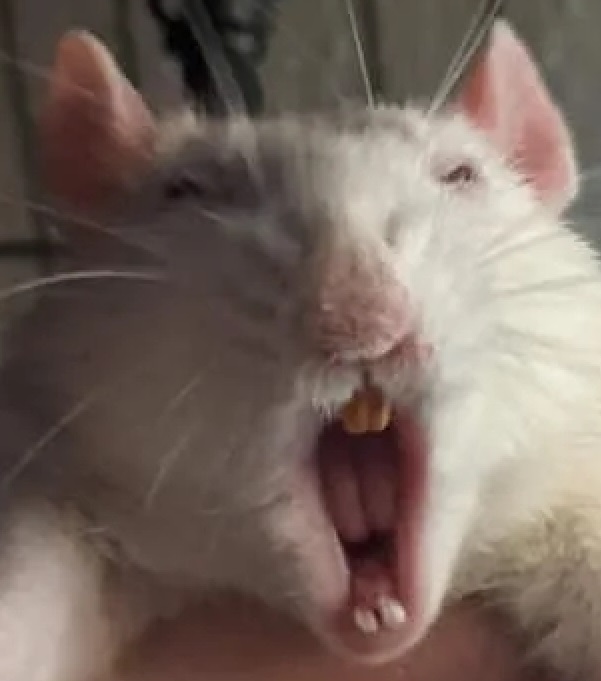 >when you nut but she keeps sucking